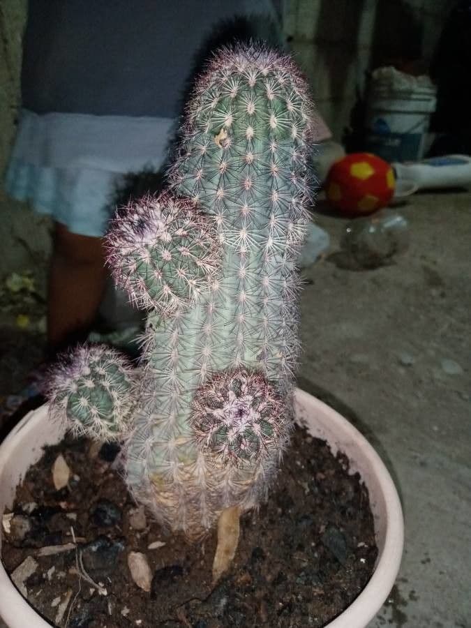 Cactus pettine 21