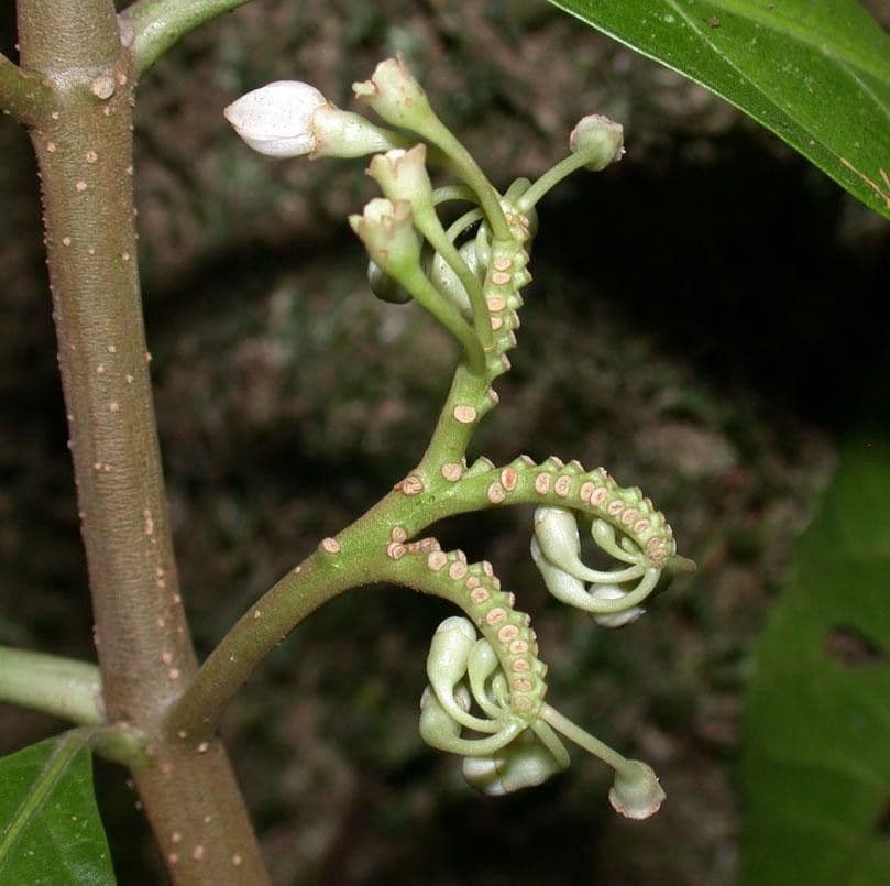 Solanum 12