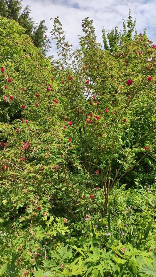 Moyes-Rose 14