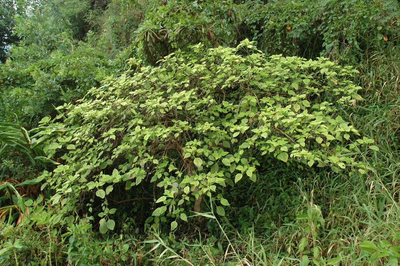 Pipturus bianco