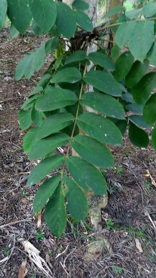 Acrocarpus 9