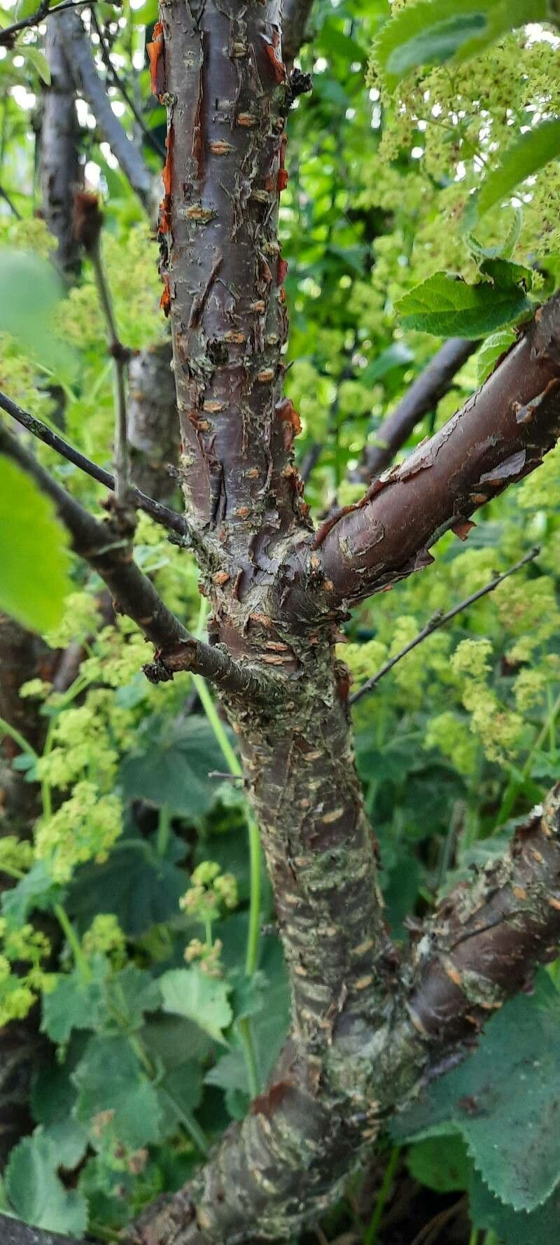 Prunus tomentosa 25