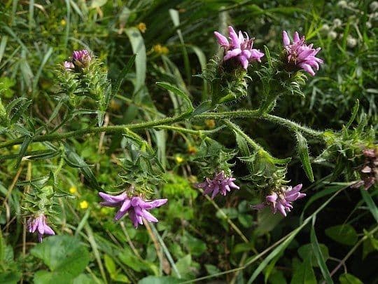 Liatris 7