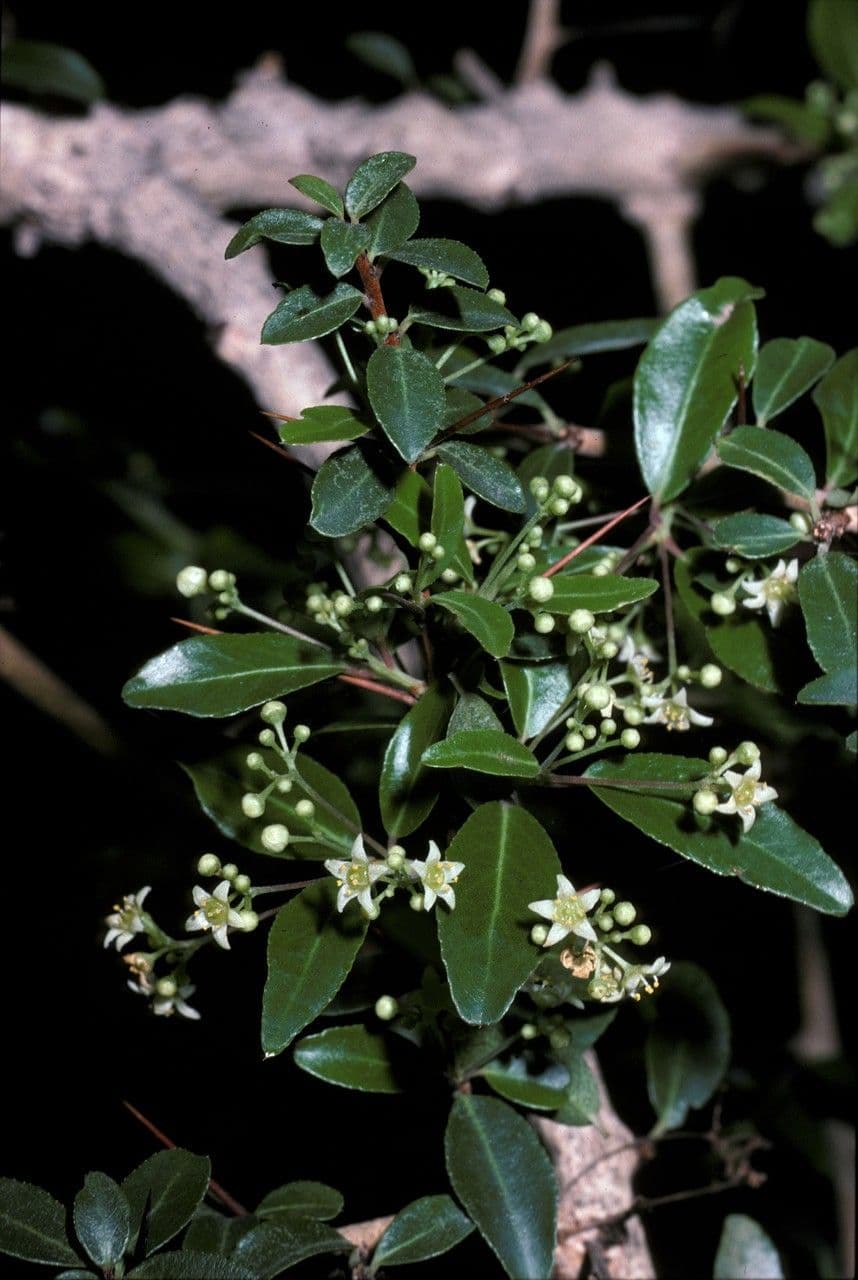 Gymnosporia