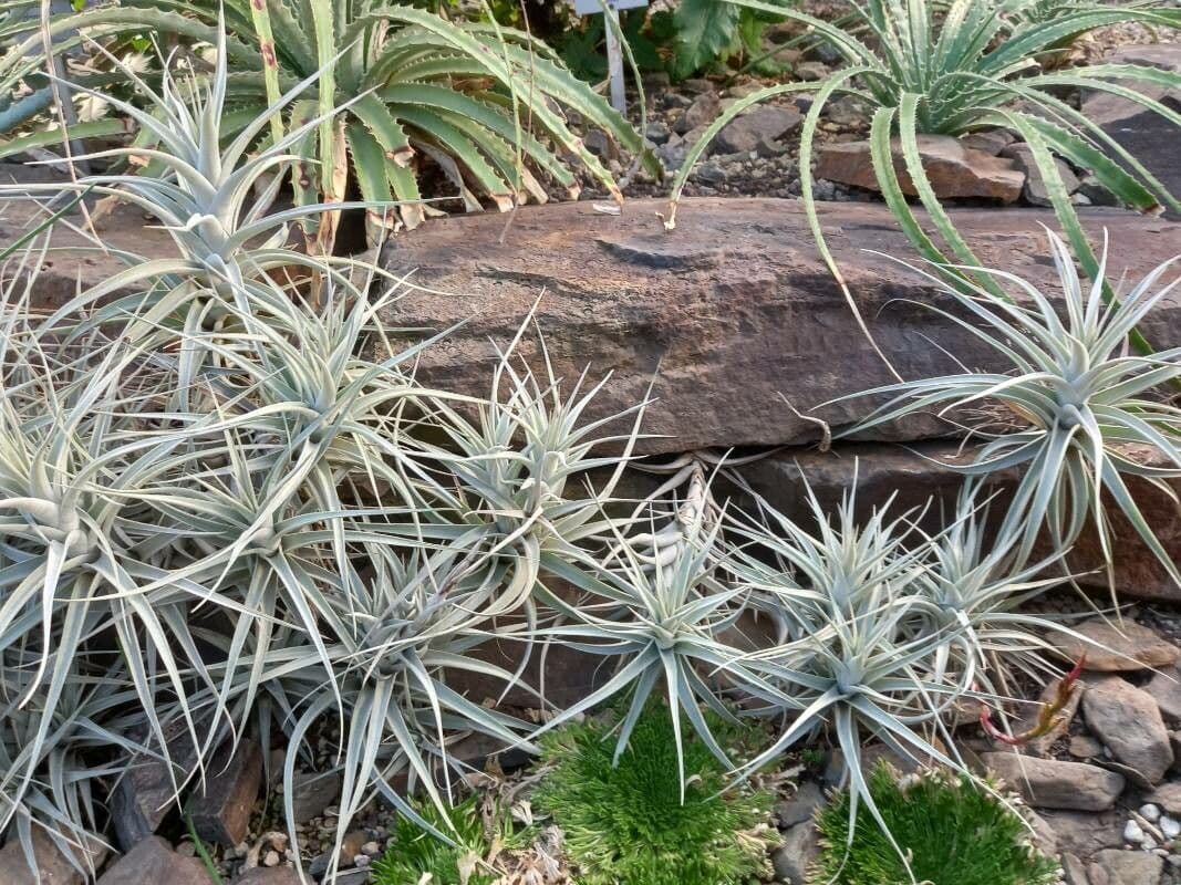 Tillandsia