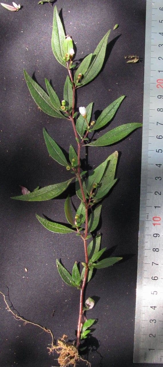 Centradenia 26
