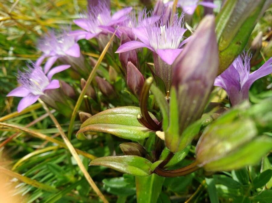 Genziana tedesca 19