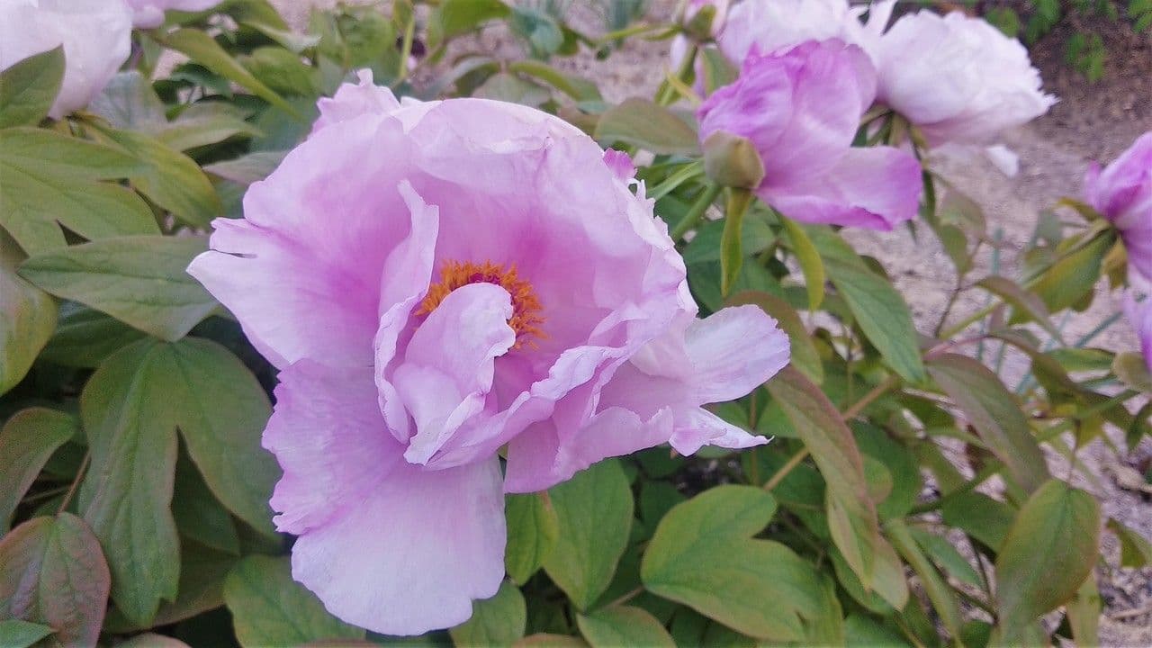 Peonia