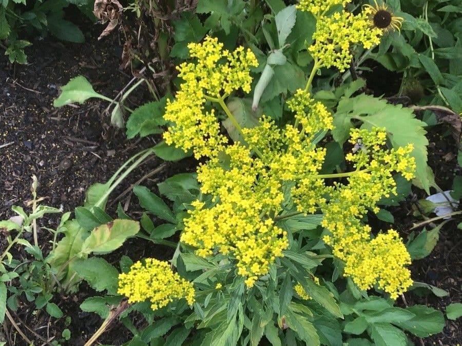 Patrinia 3