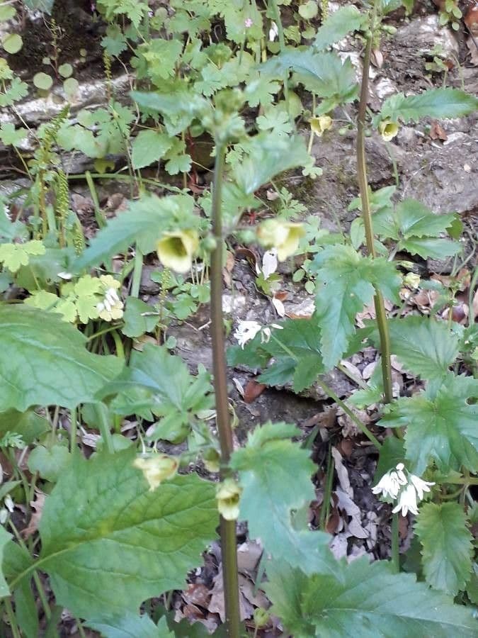 Scrophularia 17
