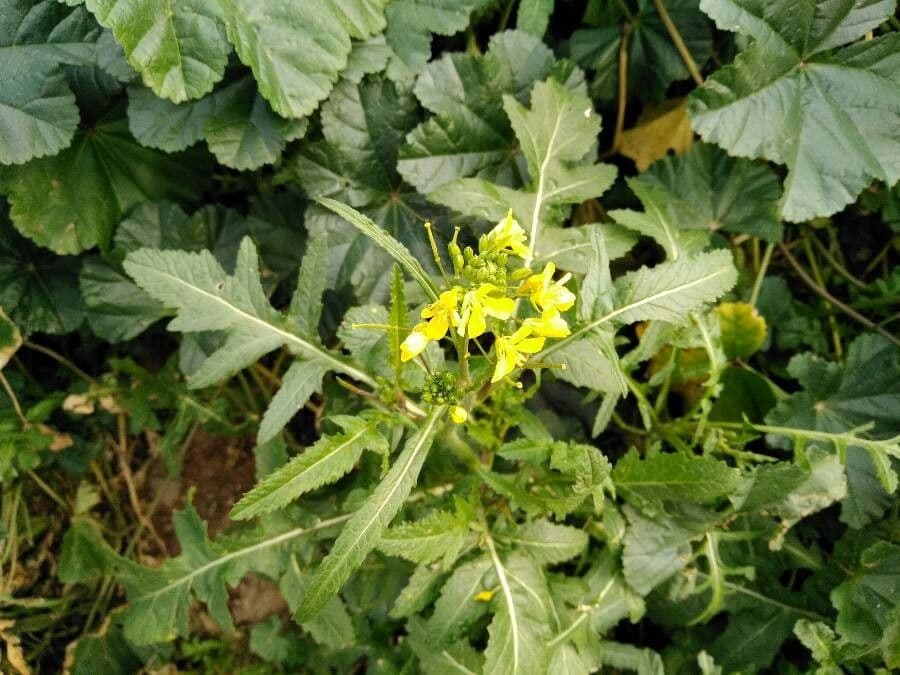 Diplotaxis virgata 11