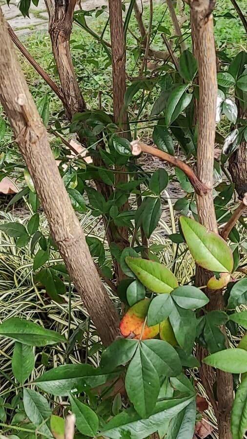 Nandina 25