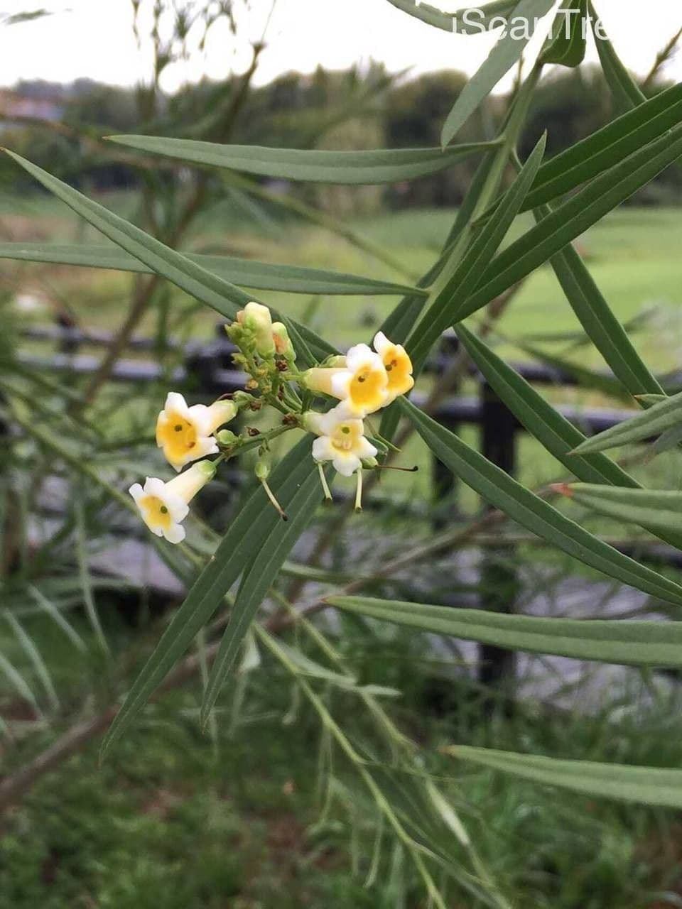 Freylinia 5