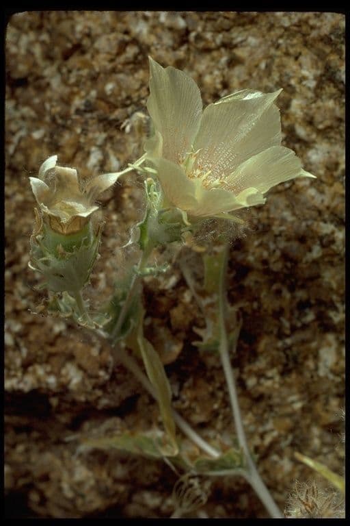 Mentzelia involucrata 14
