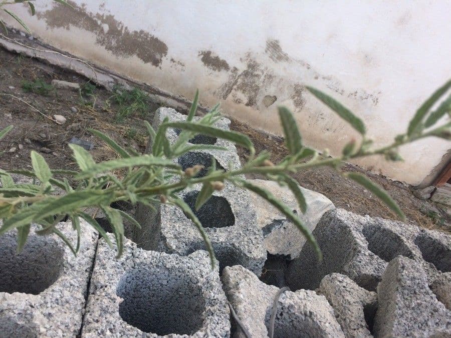 Tragia ramosa 16