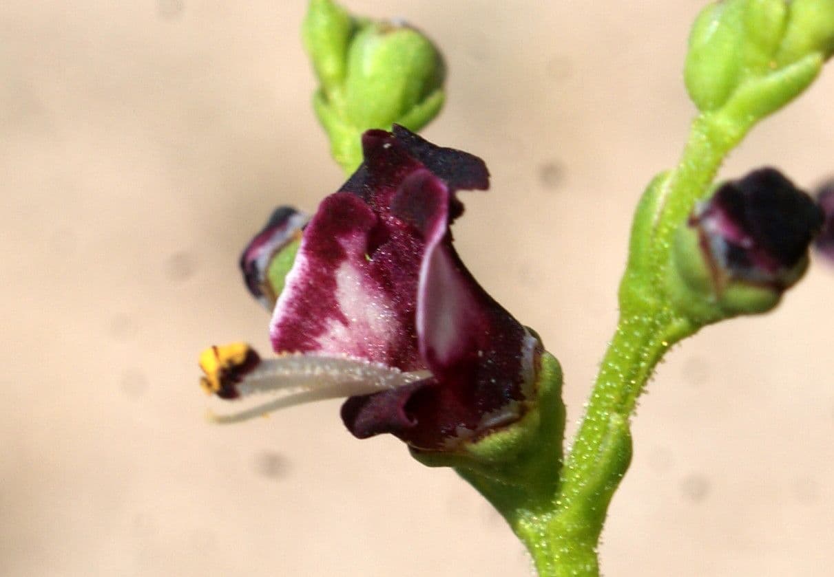 Scrophularia arbustiva 6