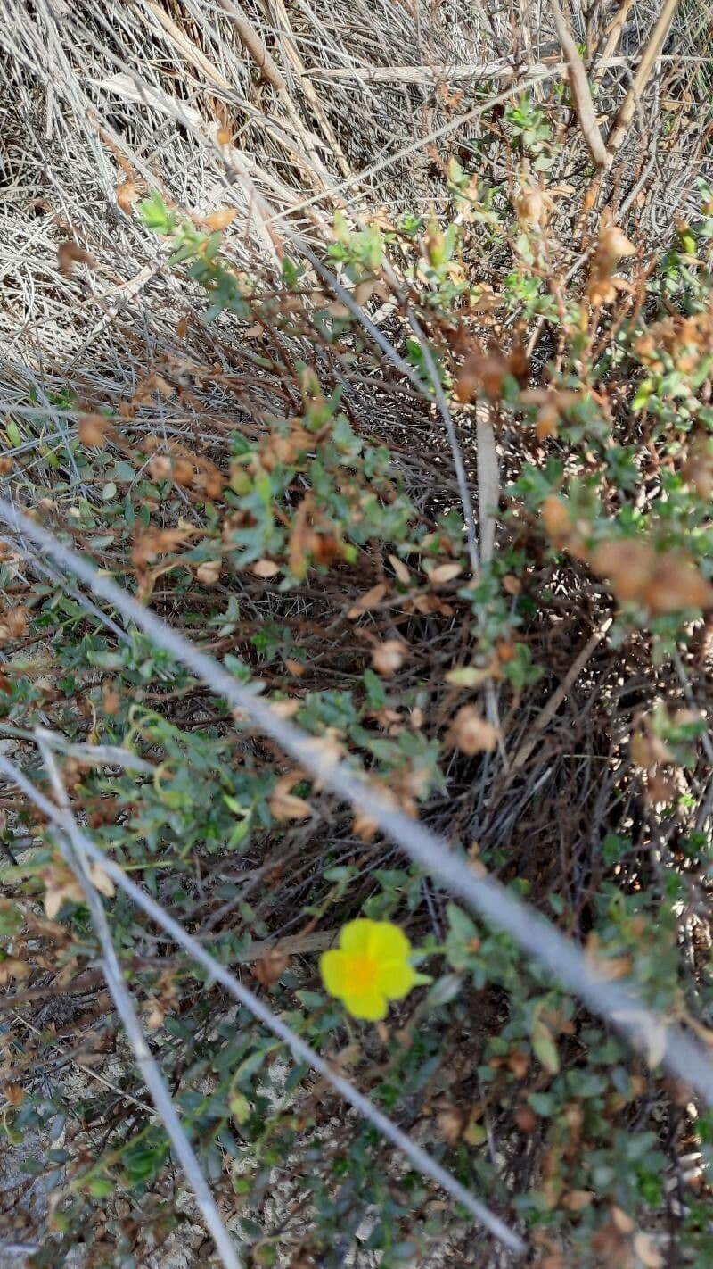 Helianthemum almeriense 15