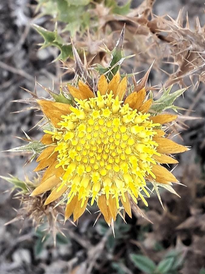 Carlina corimbosa 9