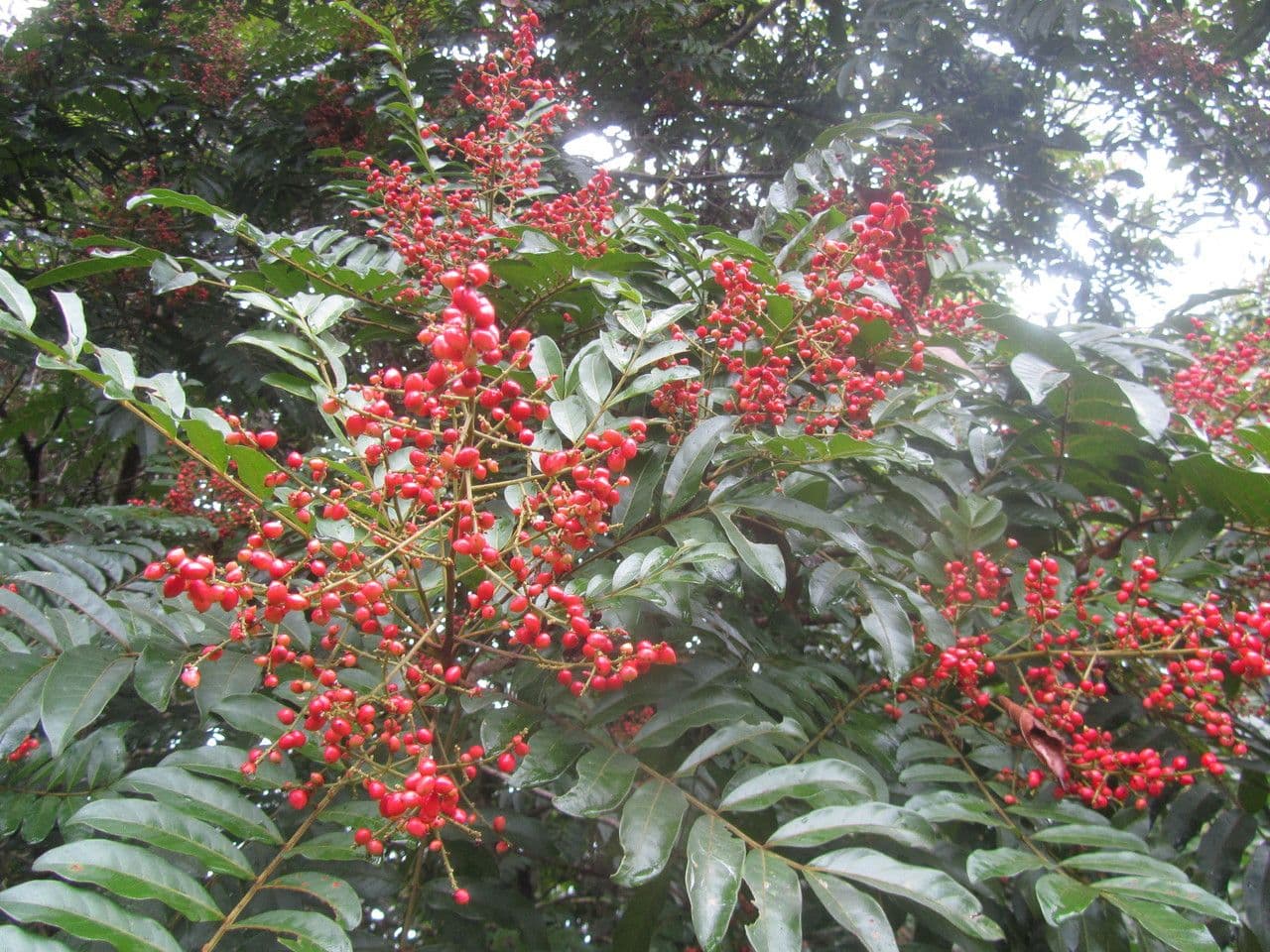 Mosquitoxylum 5