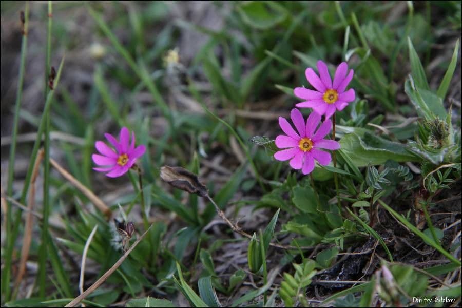 Primula cuneifolia 2