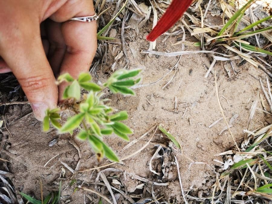 Silbriger Lupine 14