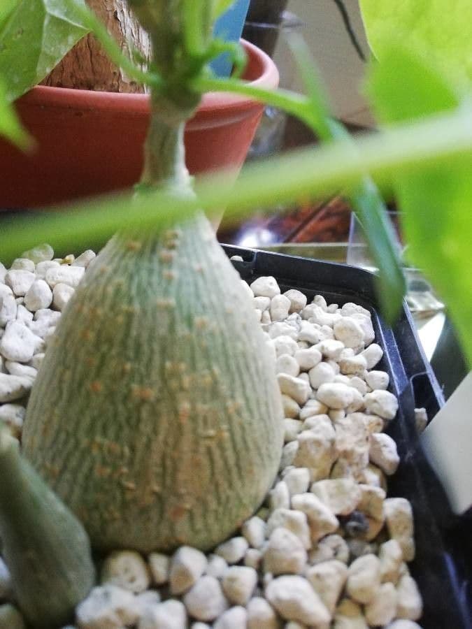 Gerrardanthus 4