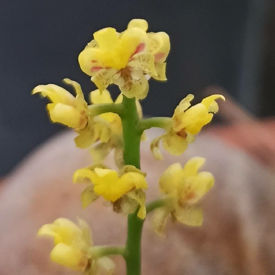 Trichocentrum 2