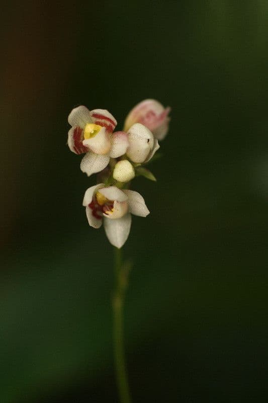 Cheiradenia 4