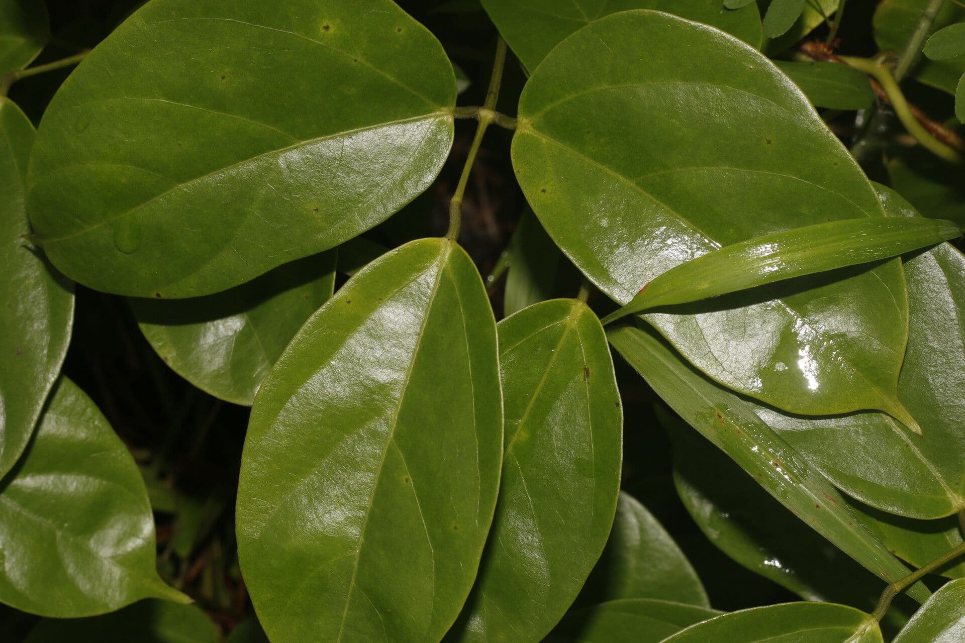 Jack-bean 5