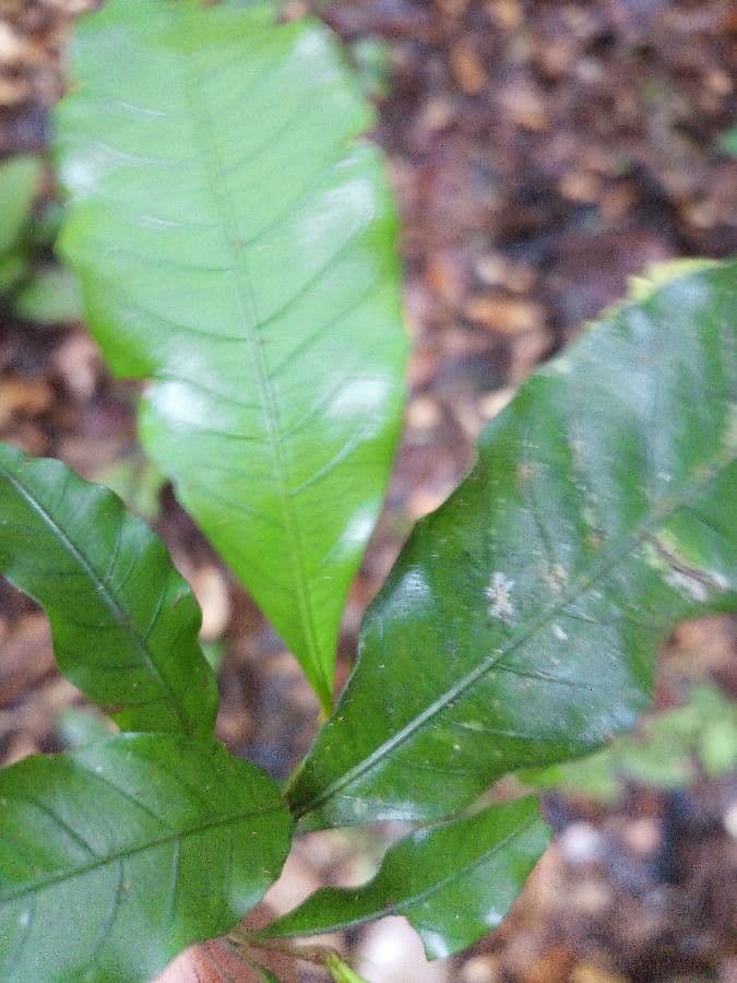 Pará-Cyrillopsis 8