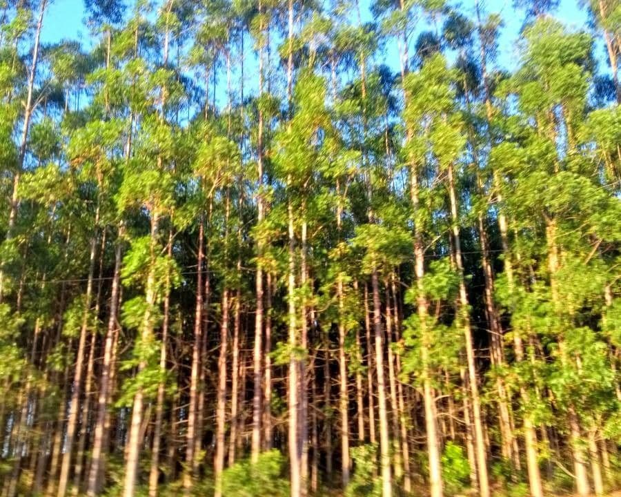 Großer Eukalyptus 2