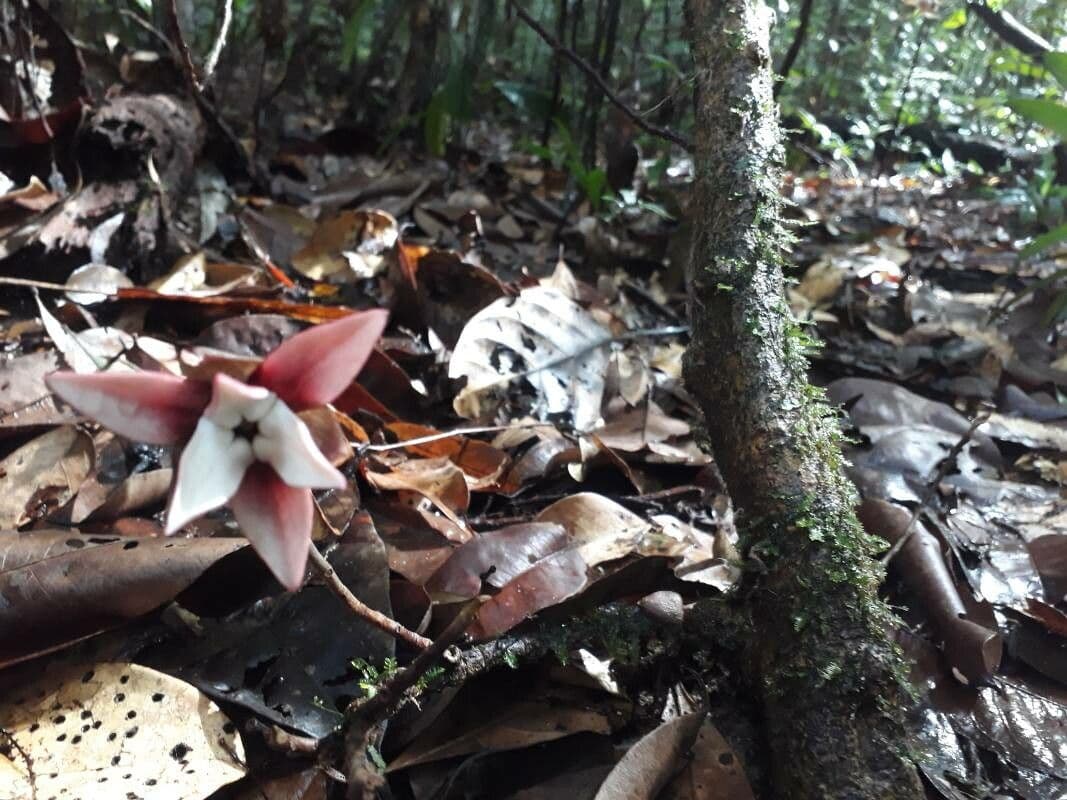 Duguetia 3
