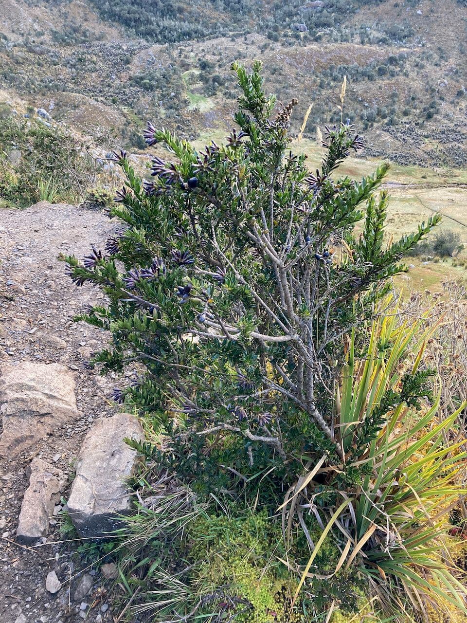 Cestrum 4