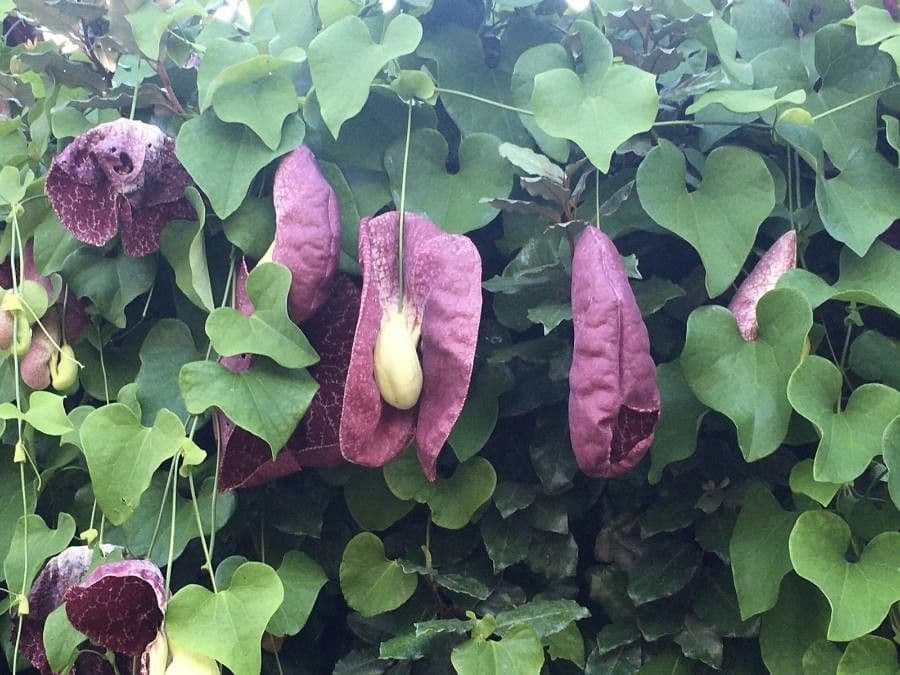 Aristolochia 9