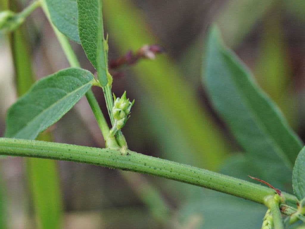 Desmodium paniculatum 23