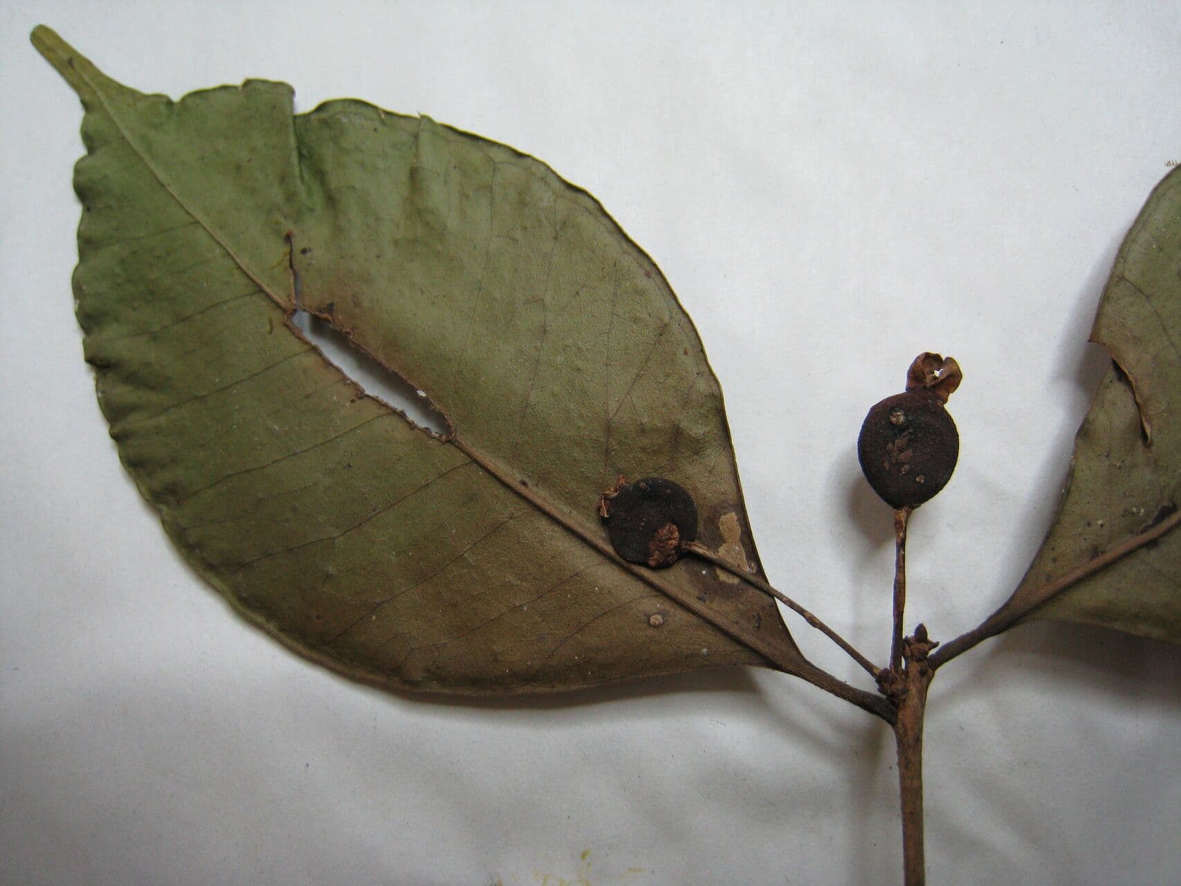 Eugenia 16