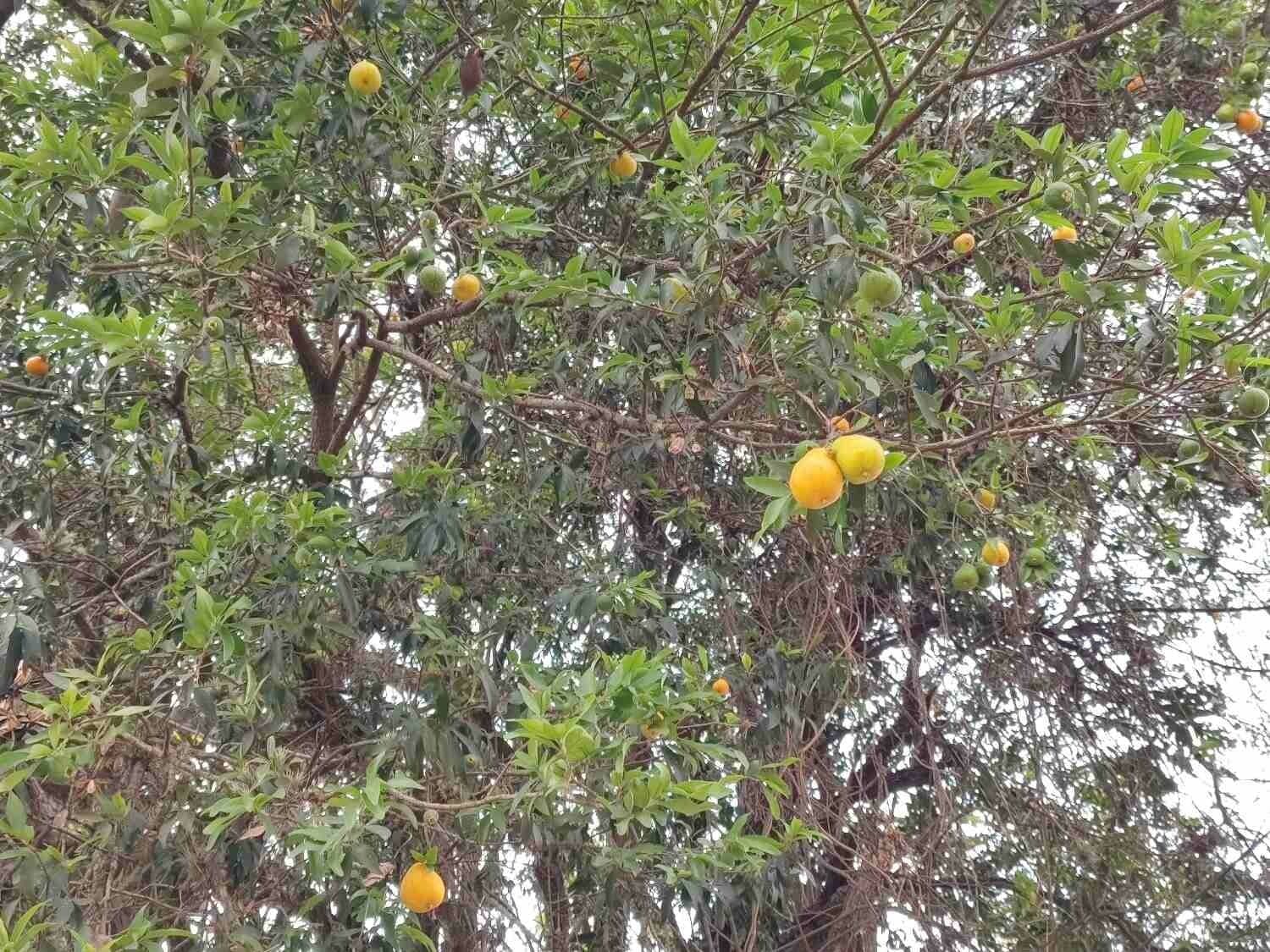 Eugenia 11