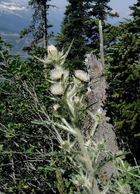 Hookers Distel 6