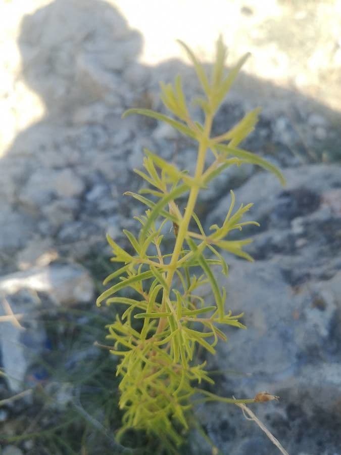 Perifollo austral 17