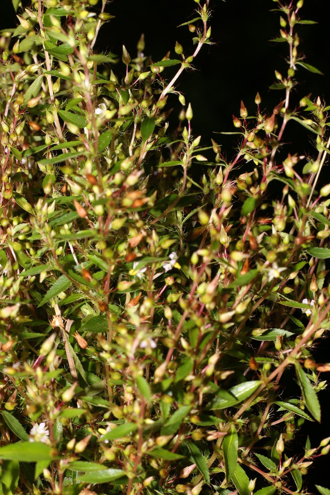 Sauvagesia 6