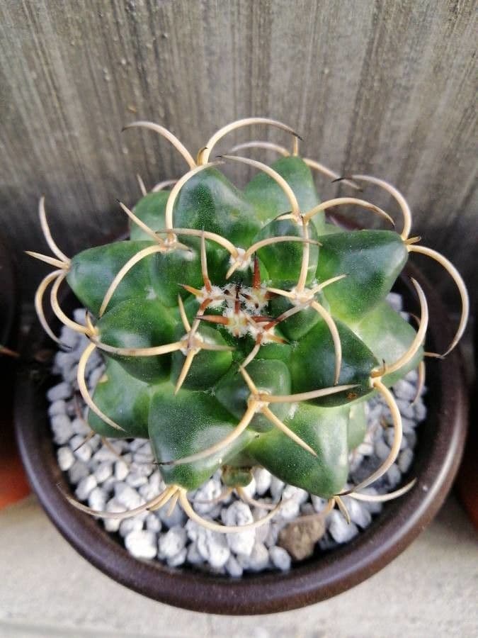 Cactus del mento 8