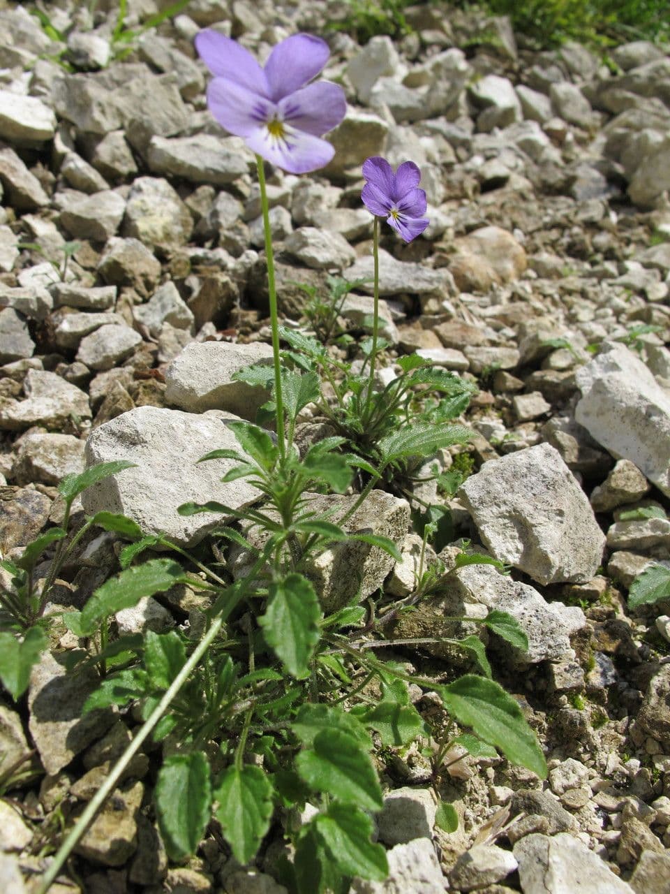 Viola aspra 11