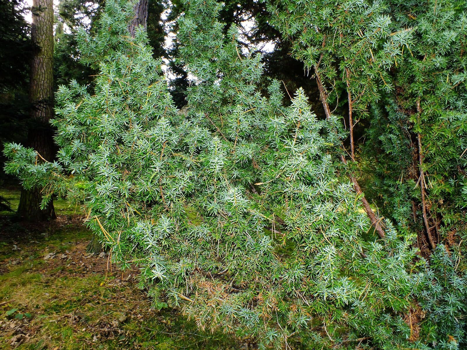 Ginepro rigido 7