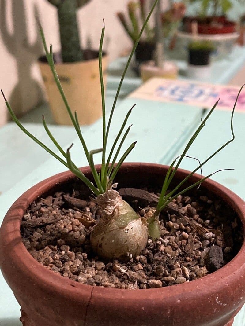 Albuca 9