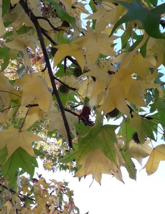 Liquidambar 16