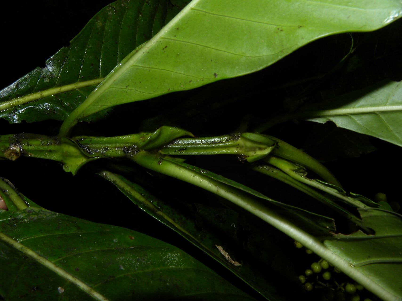 Große Psychotria 19