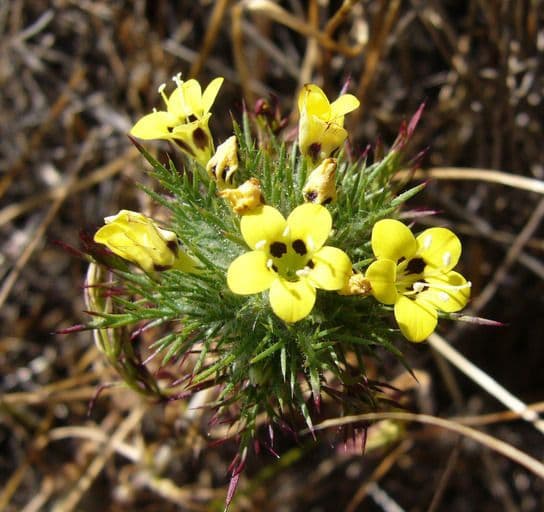 Navarretia 4