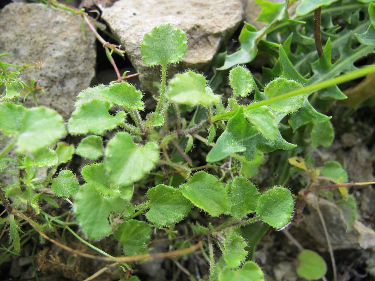 Viola aspra 15