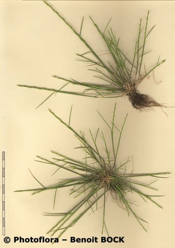 Festuca di Lachenal 25