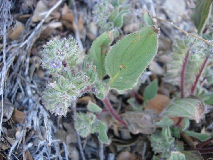 Phacelia 5